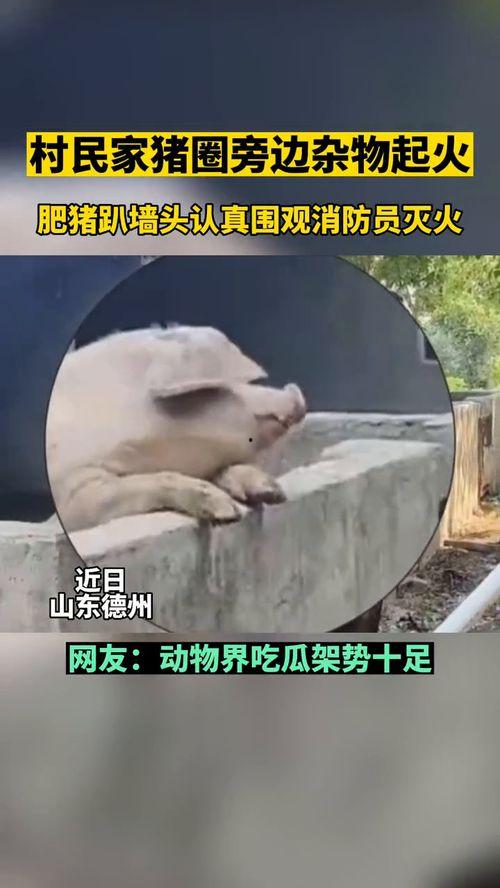 吃瓜群众指什么动物